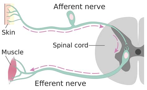 Difference Between Afferent And Efferent Nerves