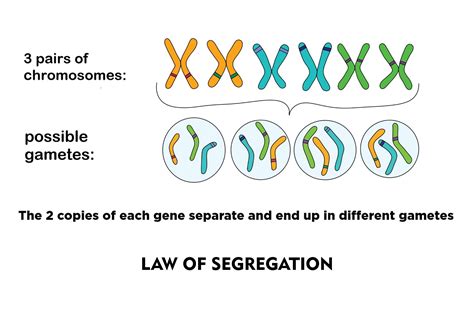 Difference Between Law Of Segregation And Law Of Independent Assortment