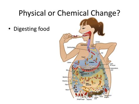 Digestion Of Food Is Chemical Change