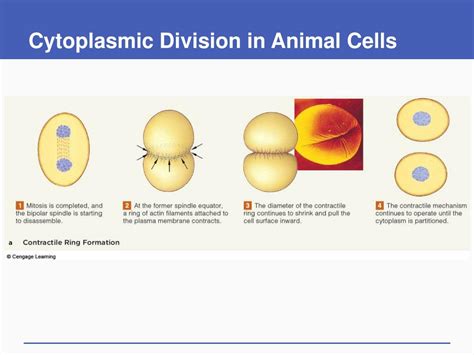 Division Of The Cytoplasm Is Called