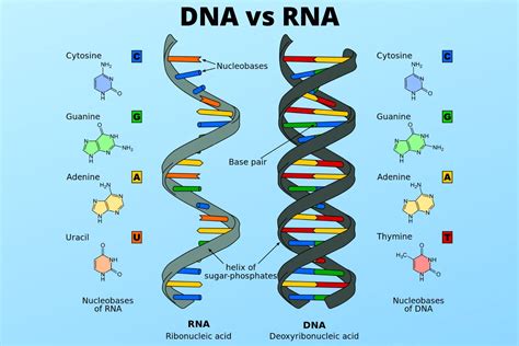 Dna Differs From Rna In That