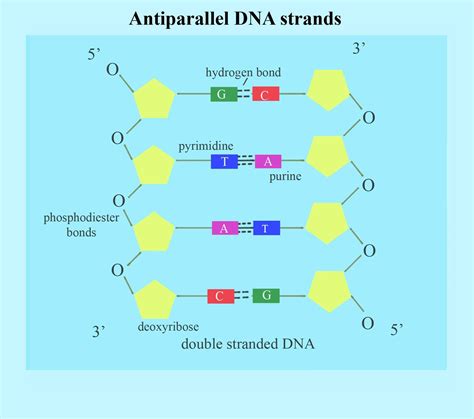 Dna Is Antiparallel What Does That Mean