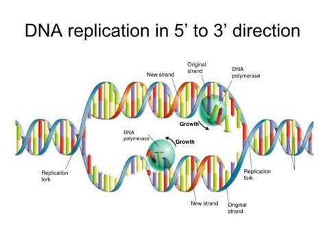 Dna Polymerase Can Only Build In What Direction