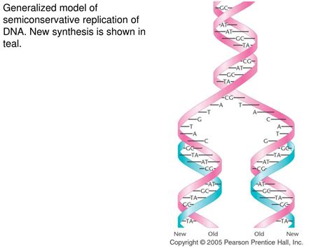 Dna Replication Is Called Semiconservative Because