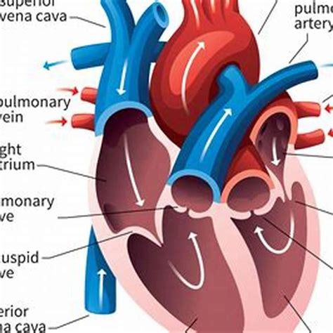 Do Birds Have 4 Chambered Heart