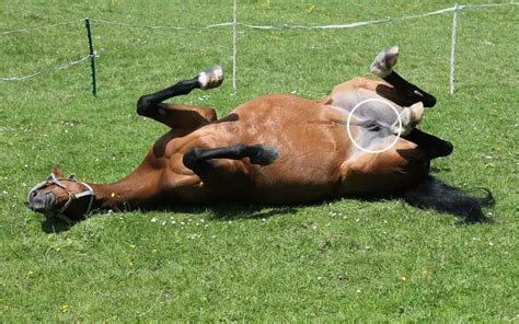 Do Horses Have A Gall Bladder