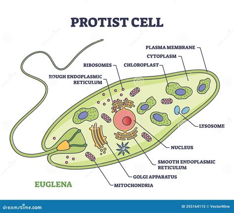 Do Protists Have Membrane Bound Organelles