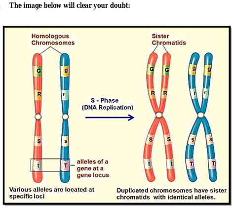 Do Sister Chromatids Have The Same Alleles