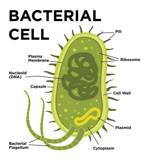 Does Bacteria Contain Dna Or Rna