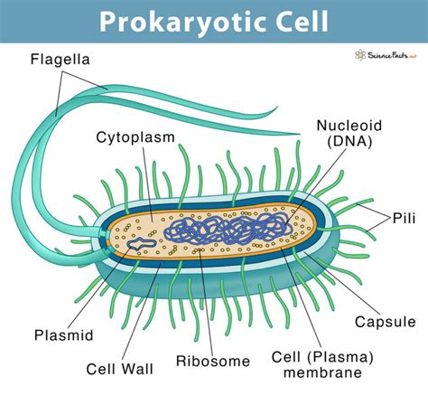 Does Prokaryotic Cells Have Membrane Bound Organelles