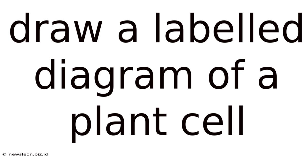 Draw A Labelled Diagram Of A Plant Cell