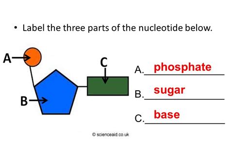 Draw The Structure Of A Nucleotide And Label The Parts