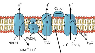 During Aerobic Cellular Respiration The Final Electron Acceptor Is