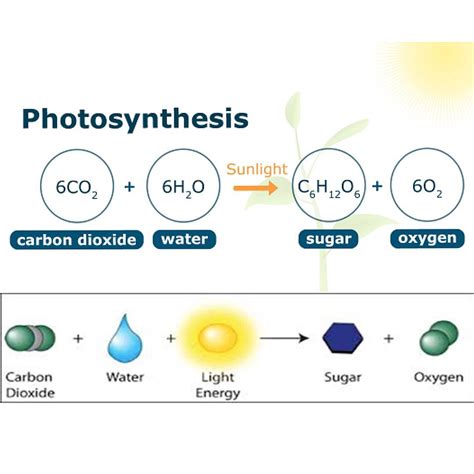 During Photosynthesis Light Energy Is Converted To