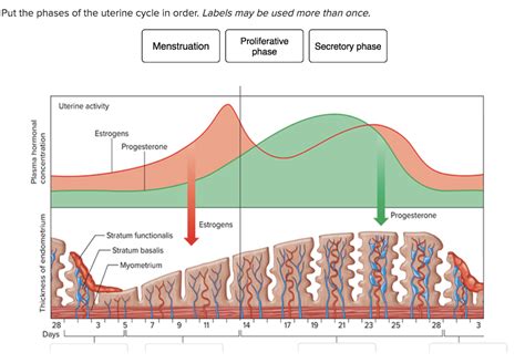 During The Secretory Phase Of The Uterine Cycle