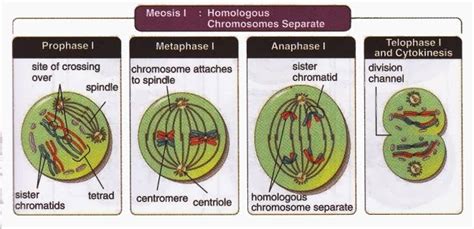 During Which Phase Of Meiosis Do Homologous Chromosomes Separate