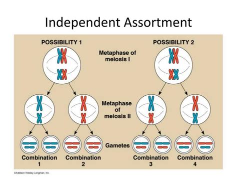 During Which Phase Of Meiosis Does Independent Assortment Occur