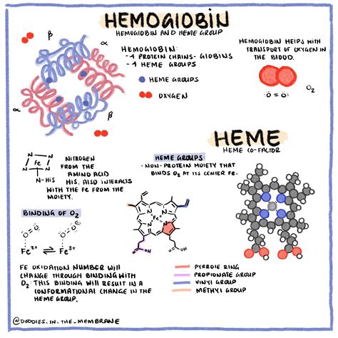 Each Hemoglobin Molecule Can Transport A Maximum Of Oxygen Molecules