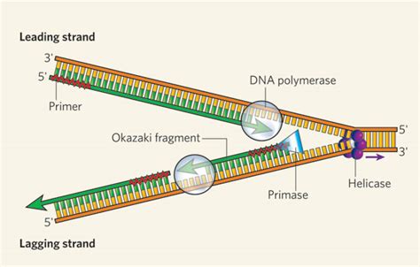 Elongation Of The Leading Strand During Dna Synthesis