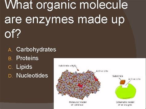 Enzymes Are Composed Of What Organic Molecule