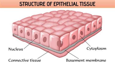 Epithelial Tissue's Bottom Layer Of Cells Rests On A