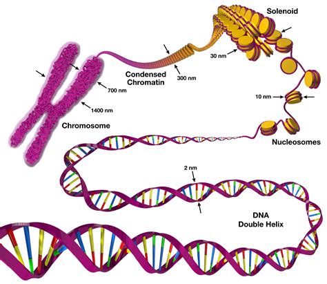 Eukaryotic Chromosomes Are Composed Of Dna And Rna