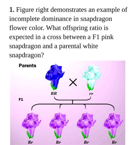 Explain Incomplete Dominance Using Snapdragon Flowers As An Example