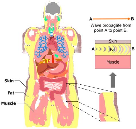 Fat In The Body Helps To Protect Vital Organs.