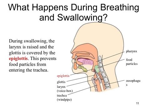 Food Is Prevented From Going Into The Larynx By The