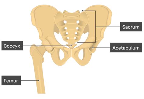 Fuse To Form The Coxal Bone