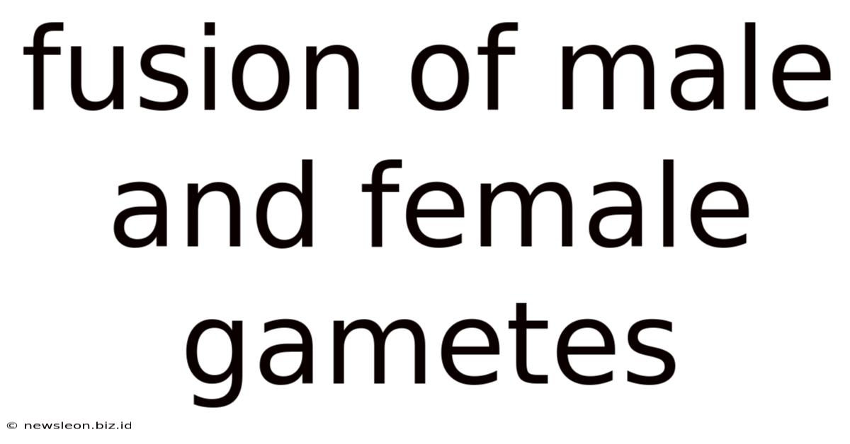 Fusion Of Male And Female Gametes