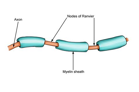 Gaps In The Myelin Sheath Are Called