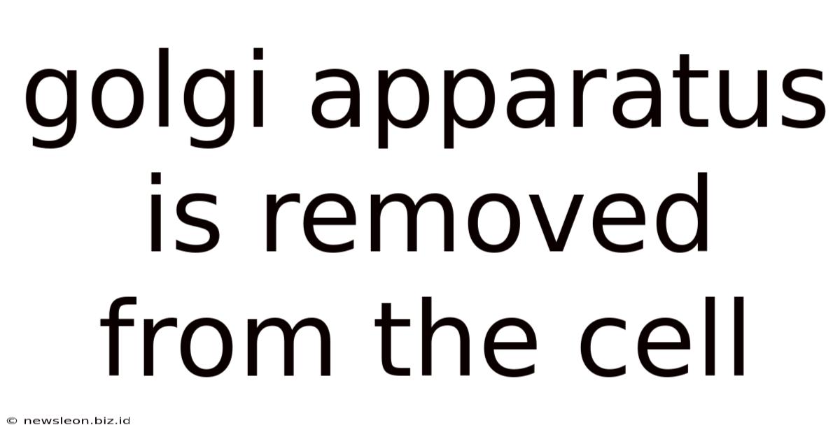 Golgi Apparatus Is Removed From The Cell