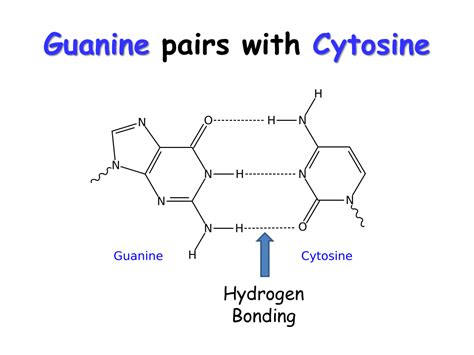 Guanine Forms Hydrogen Bonds With Cytosine