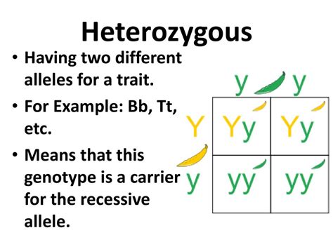 Having Two Different Alleles For A Trait