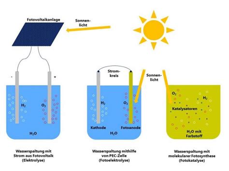 Heterotrophs Convert Solar Energy Into Chemical Energy