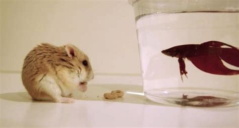 How Are Your Little Fish And Cute Hamster