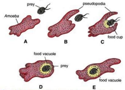 How Does Amoeba Get Its Food