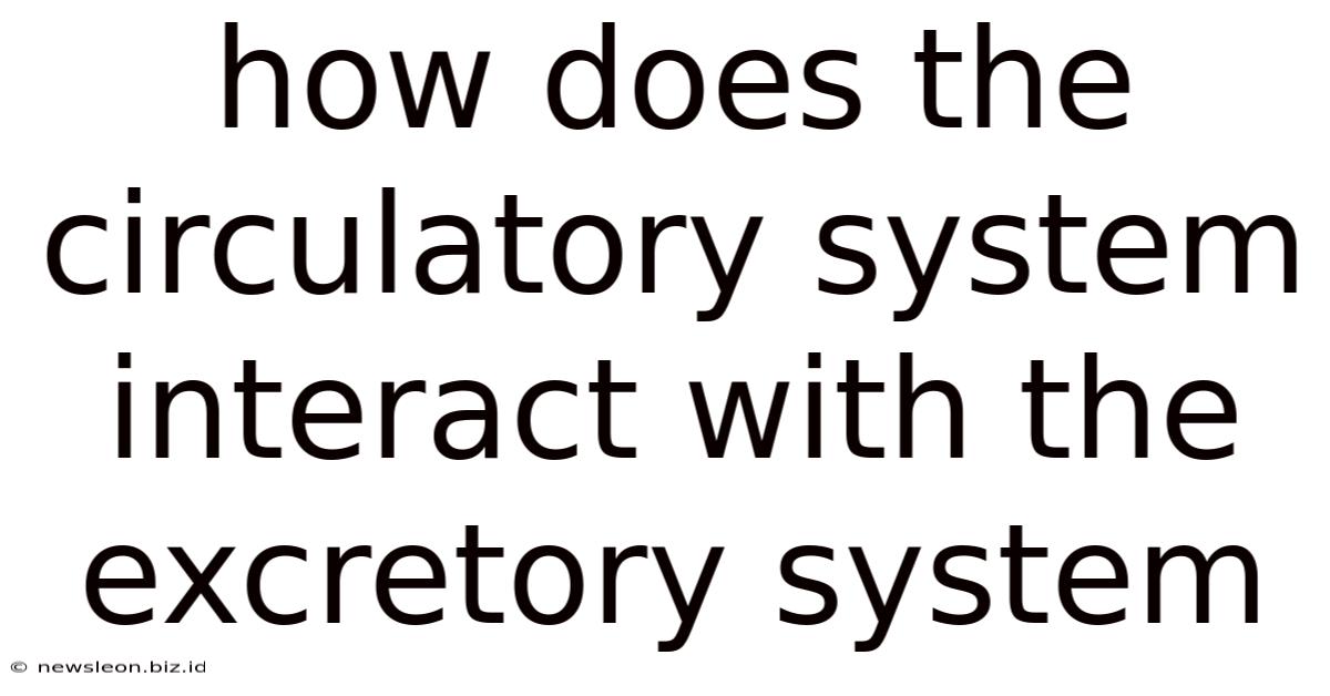 How Does The Circulatory System Interact With The Excretory System