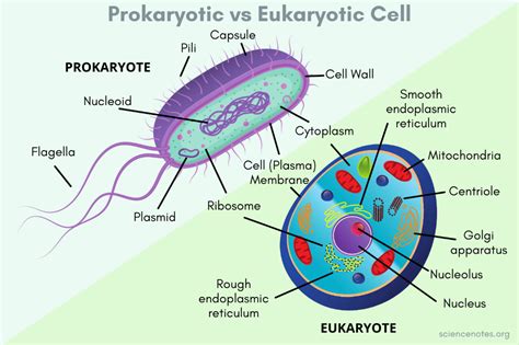 How Is A Prokaryotic And Eukaryotic Cell Similar