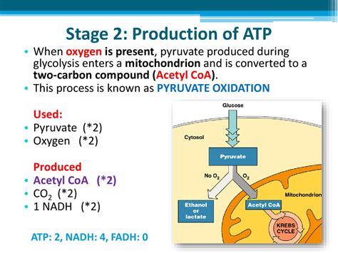 How Many Atp Are Produced In Anaerobic Respiration