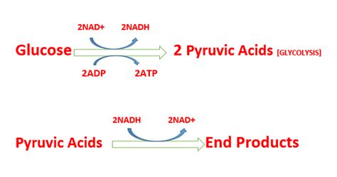 How Many Atp Are Produced In Fermentation