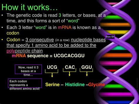 How Many Bases Make Up A Codon