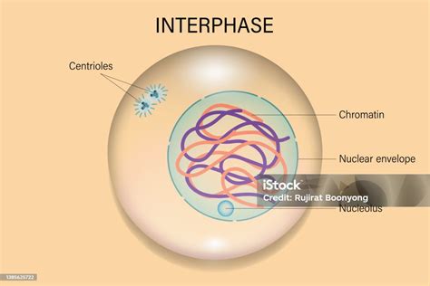 How Many Cells Are In The Interphase