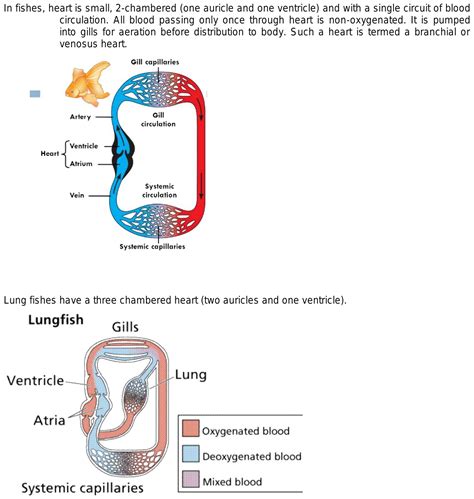 How Many Chambers Are In A Fish Heart