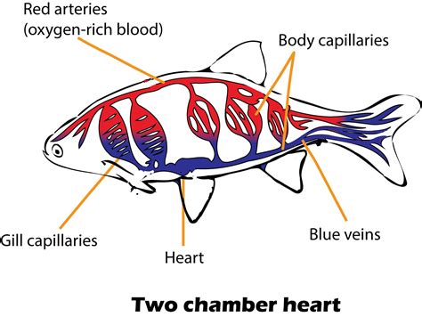 How Many Chambers Are In The Fish Heart