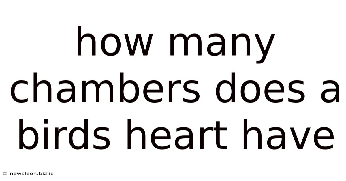 How Many Chambers Does A Birds Heart Have