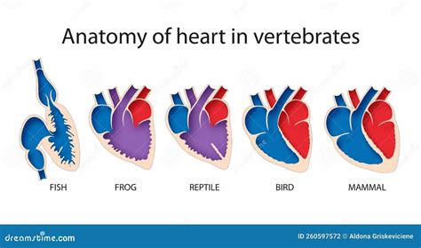 How Many Chambers Does A Frog's Heart Have