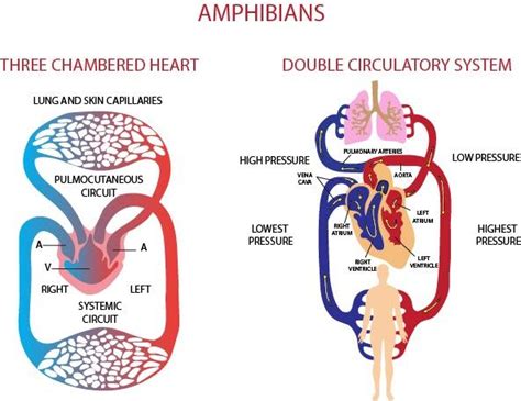 How Many Chambers Does The Heart Of An Amphibian Have