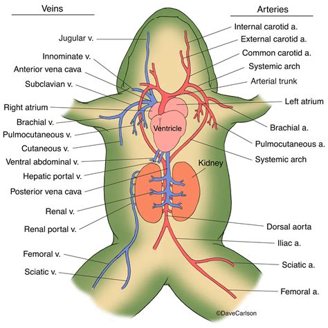 How Many Chambers In Frog Heart